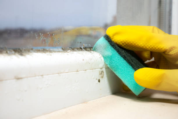 Best Kitchen Mold Remediation in Oglesby, IL